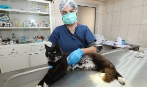 Gaziemir’de 21 bin 940 hayvana veteriner sıhhat hizmeti