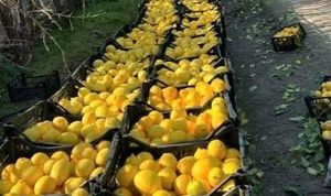 Hatay’dan mahallî eserler ile ”Bu Ramazan, rahmeti paylaşmanın tam zamanı”, Hatay Beyaz Balkabağı ile Zencefilli Balkabağı Çorbası tanımı