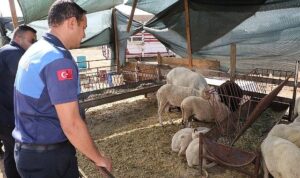 Menderes’te Kurban Denetimi