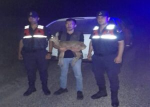 Alaplı’da yaralı ceylan bulundu