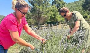 Bodrum Belediyesi, Garaova Tarım Park’ta üretilen lavantaların hasadına başladı.