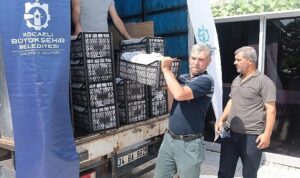 Kocaeli’de üreticilere 118 bin çilek fidesi dağıtıldı