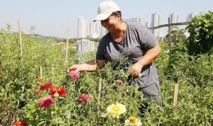 İstanbul’un ortasında organik tarım 