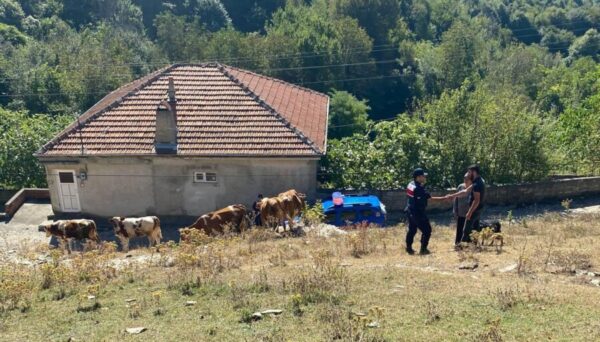 Çaycuma’da kayıp hayvanlar jandarma yardımıyla bulundu